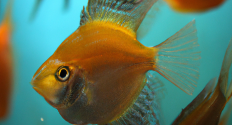 ¿Por qué los peces de agua dulce no pueden vivir en agua salada?