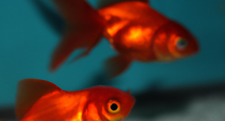 ¿Por qué los peces de aguas profundas son tan diferentes?