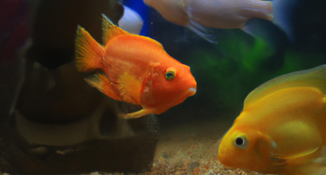 Problemas de salud en los peces: identificación y tratamiento
