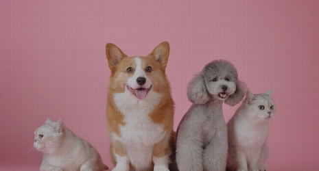 63. ¿Los alimentadores automáticos pueden personalizarse con el nombre o la foto de la mascota?