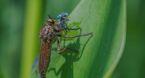 ¿Qué es el dengue y cómo evitar su propagación?