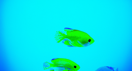 ¿Pueden los peces de agua fría sufrir estrés por falta de espacio en el acuario?