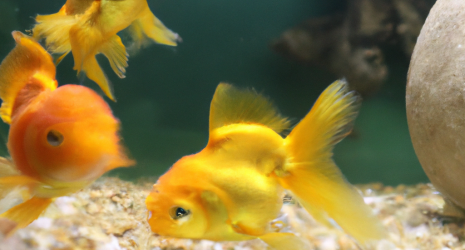 ¿Pueden los peces reconocer a sus crías?