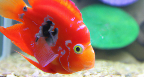 ¿Qué características hacen a un pez de agua dulce único en comparación con otros tipos de peces?