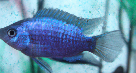 ¿Qué cuidados específicos requieren los peces tropicales de aguas muy duras?
