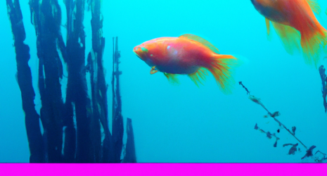 ¿Qué efectos tiene la decoración en el comportamiento de los peces del acuario?