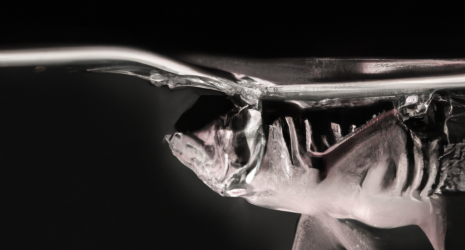 ¿Qué es la gripe aviar y cuáles son sus riesgos para la salud pública?