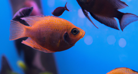 ¿Qué factores determinan la longevidad de los peces marinos?