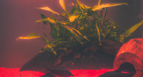 ¿Qué hacer si aparecen algas en un acuario de agua fría?