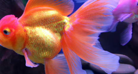¿Qué hacer si los peces del acuario muestran problemas de nado?