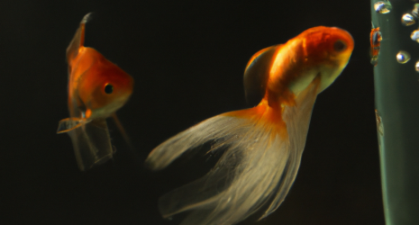 ¿Qué hacer si los peces del acuario se pelean constantemente?