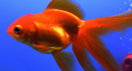 ¿Qué hacer si los peces tropicales muestran comportamiento territorial?