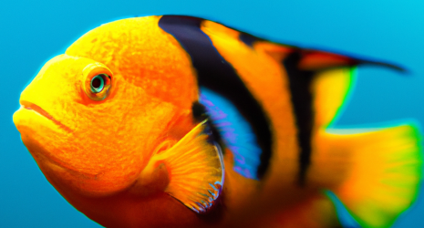 ¿Qué hacer si los peces tropicales muestran signos de agobio?