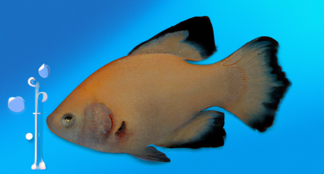 ¿Qué hacer si un pez de agua fría muestra signos de sobrealimentación?