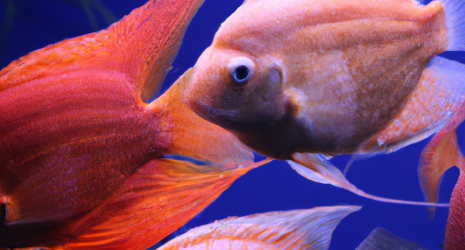 ¿Qué medidas se están tomando para restaurar la confianza del público en el acuario?