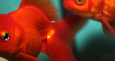 ¿Qué medidas se pueden tomar para incentivar la innovación en los criaderos de peces?