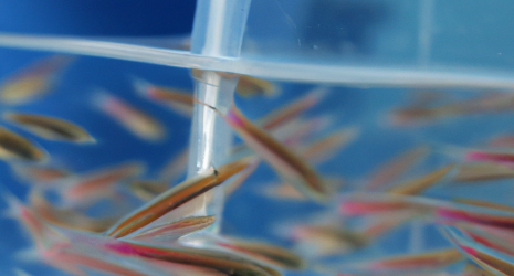 ¿Qué medidas se pueden tomar para prevenir escapes de peces en un criadero?