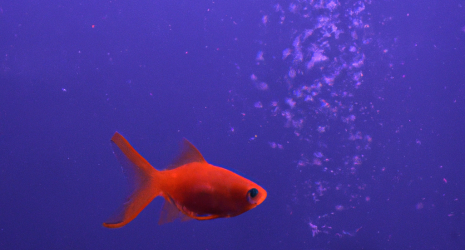¿Qué papel desempeñan los microorganismos en un acuario de peces de agua fría?