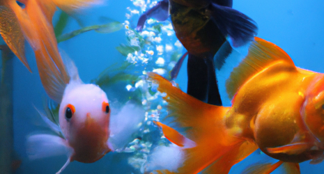 ¿Qué peces son compatibles entre sí en un acuario?