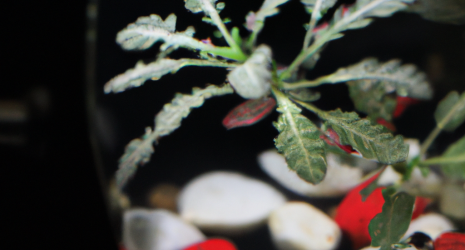 ¿Qué plantas son las más recomendadas para crear un rincón zen en casa?
