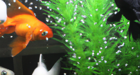 ¿Qué se puede hacer para evitar el estrés en los peces de un acuario plantado?