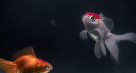¿Qué tamaños pueden alcanzar los peces de agua fría?