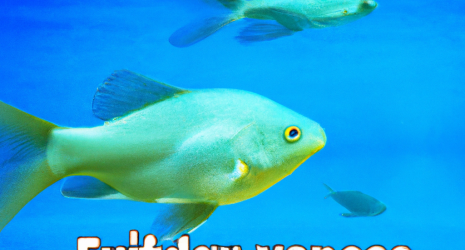 ¿Qué tipo de alimentación requieren los peces de agua fría?