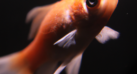 ¿Qué tipo de peces de agua fría son más adecuados para principiantes?