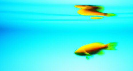 ¿Qué tipos de alimentos vivos son recomendables para los peces de agua fría?