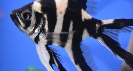 Razas de peces más populares para acuarios