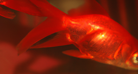 Razones por las que algunos peces migran en cardúmenes