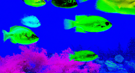 Razones por las que los peces de agua salada son tan coloridos