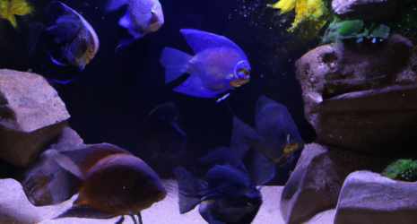 ¿Se pueden mezclar peces de agua dulce y salada en un mismo acuario?