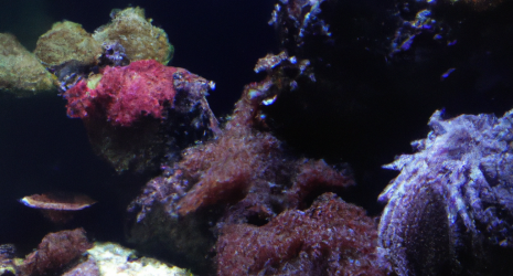 ¿Se pueden tener corales vivos en un acuario de peces marinos?