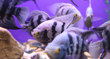 Tips para deslumbrar con la decoración de tu acuario a tus invitados
